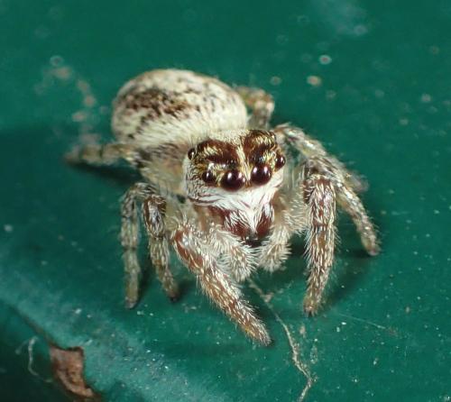 Macaroeris nidicolens